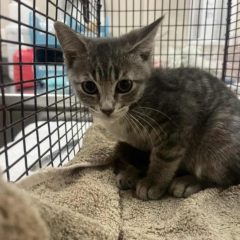 A baby small-sized male Black Domestic Short Hair cat named Saffron for adoption in Chicago, IL