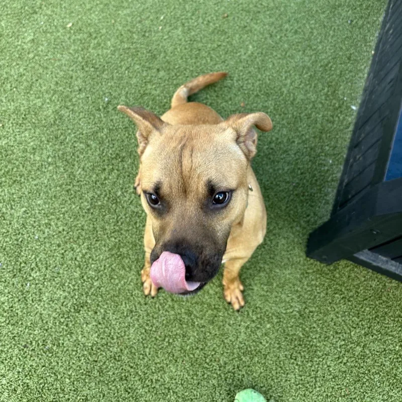 An adult medium-sized male Brown / Chocolate Pit Bull Terrier dog named Manny for adoption in Greensboro, NC