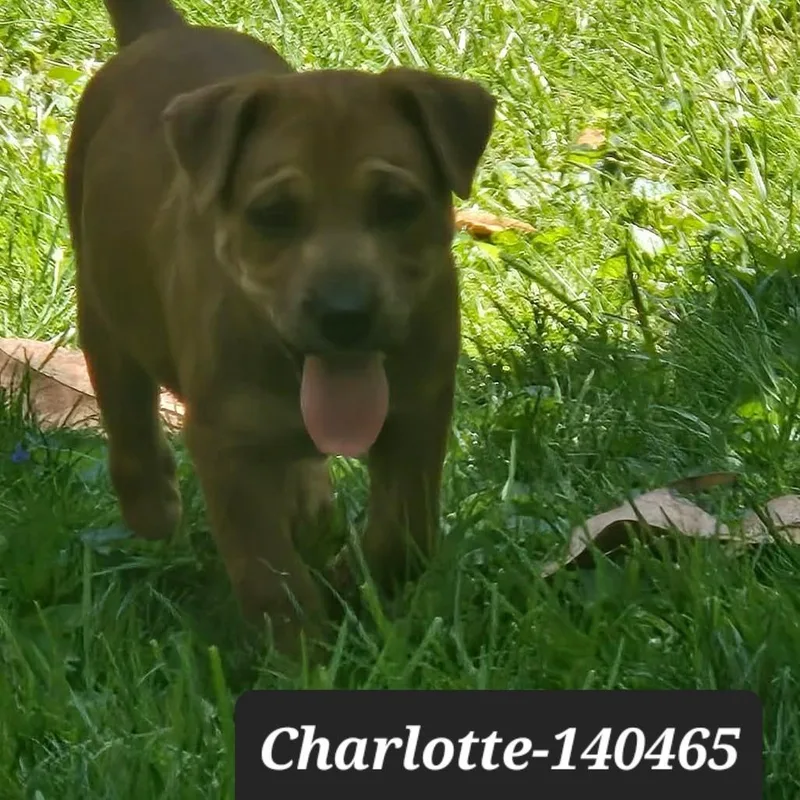 A baby small-sized female Pit Bull Terrier dog named Charlotte for adoption in New Tazewell, TN