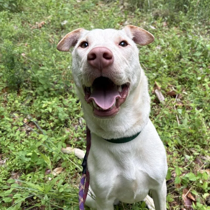 A young medium-sized female Yellow / Tan / Blond / Fawn Mixed Breed dog named Bettie for adoption in Greensboro, NC