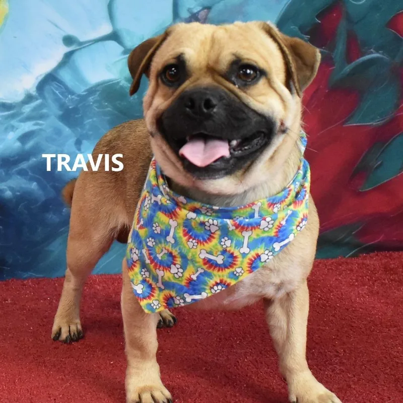 Travis thumbnail 2