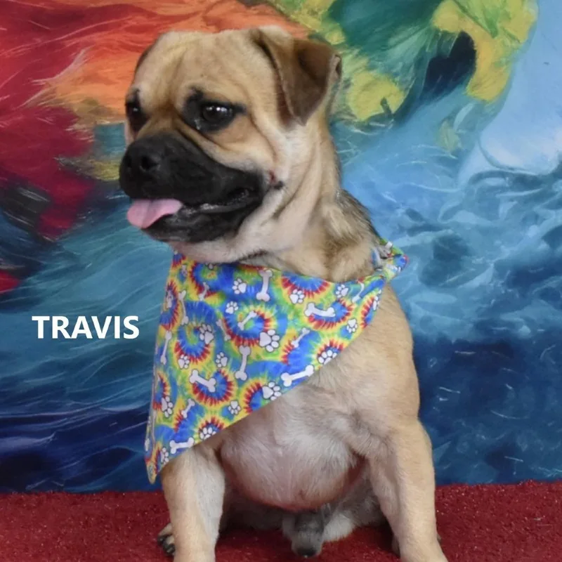 Travis thumbnail 3