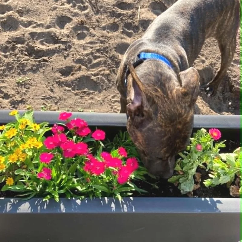 A young medium-sized male Brindle Mixed Breed dog named Rolo for adoption in West Olive, MI
