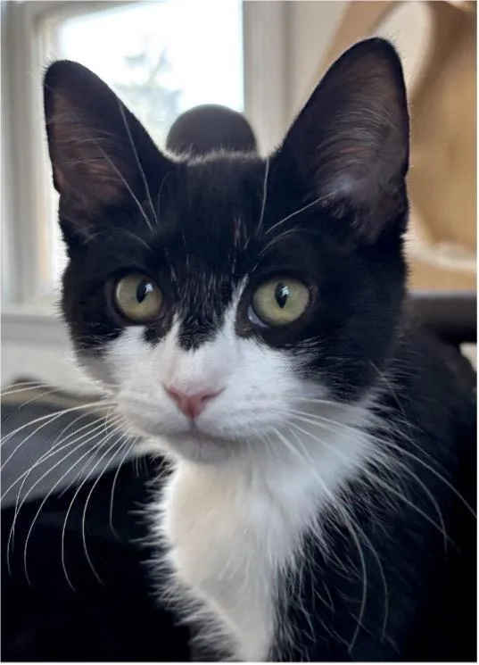 A baby small-sized female Domestic Short Hair cat named Jackolope for adoption in Beacon, NY