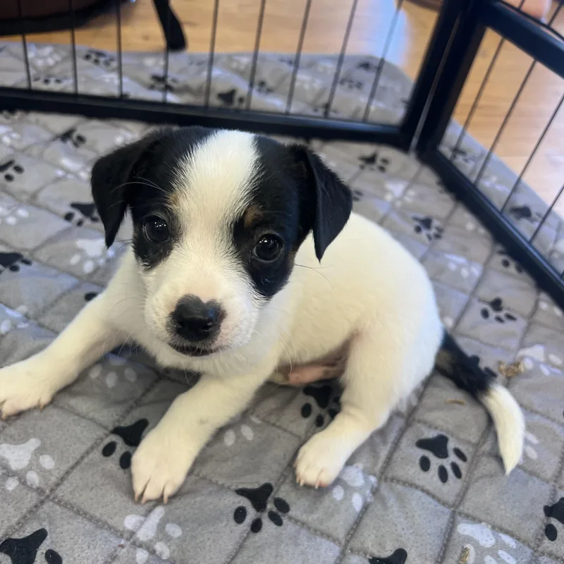 A baby small-sized male Terrier dog named Kiwi for adoption in Penryn, CA