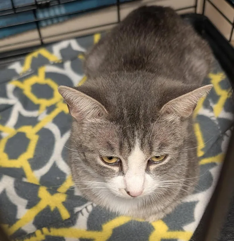 An adult medium-sized female Tabby (Gray / Blue / Silver) Tabby cat named Ostara for adoption in Marietta, OH
