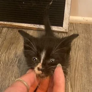A baby small-sized male Black Domestic Short Hair cat named Kenai C for adoption in Princeton, MN