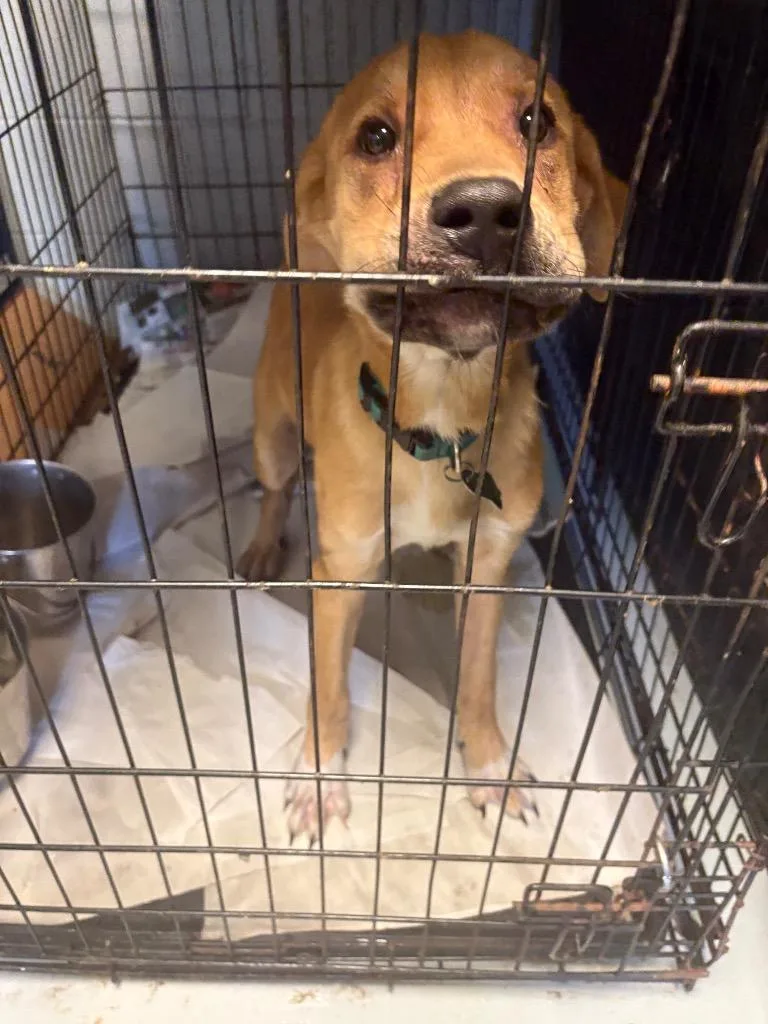 A young medium-sized male Labrador Retriever dog named Barley for adoption in Greenwood, MS