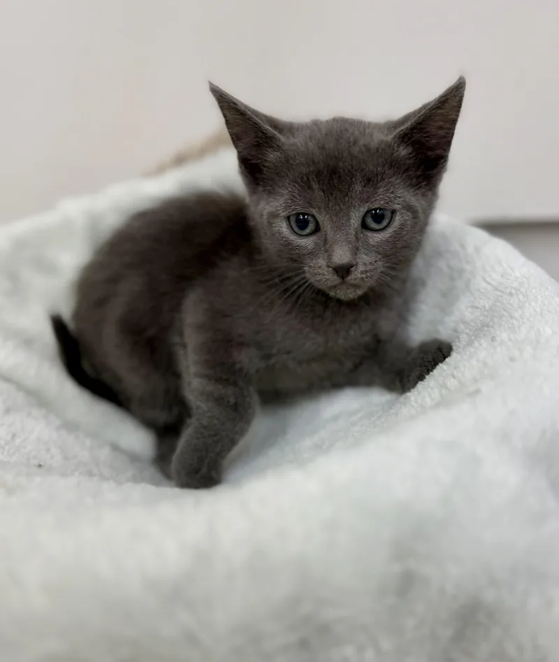 A baby medium-sized female Gray / Blue / Silver Domestic Short Hair cat named Lana for adoption in Sonora, CA