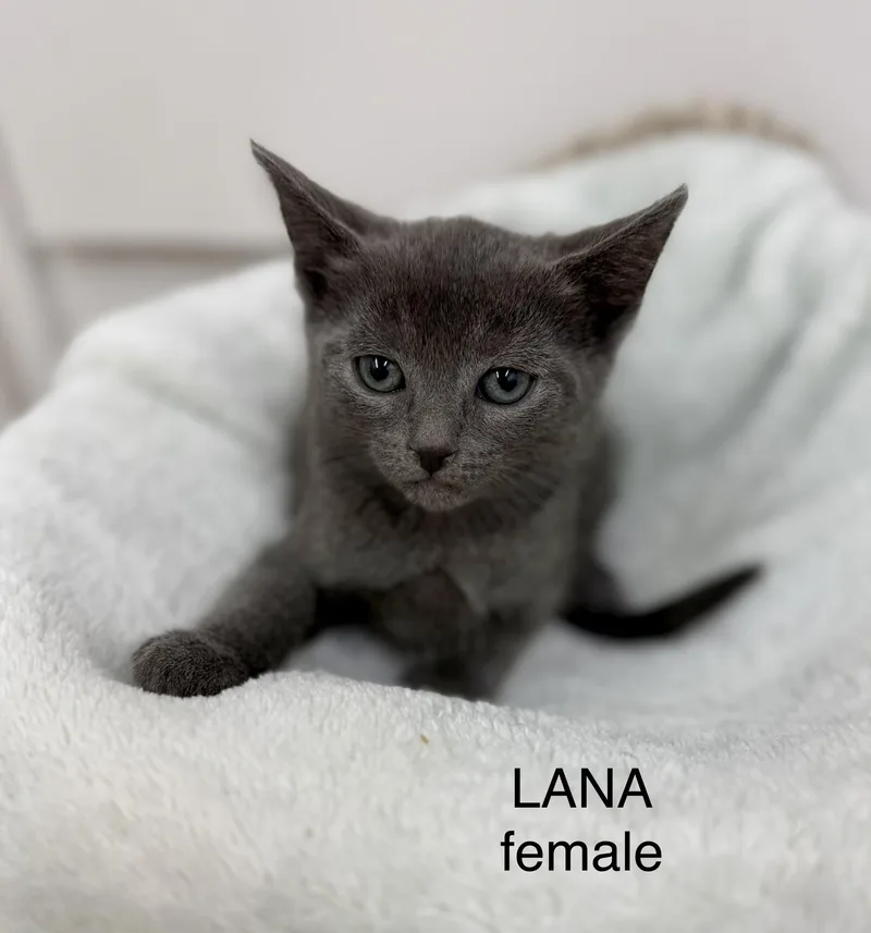 Lana thumbnail 2