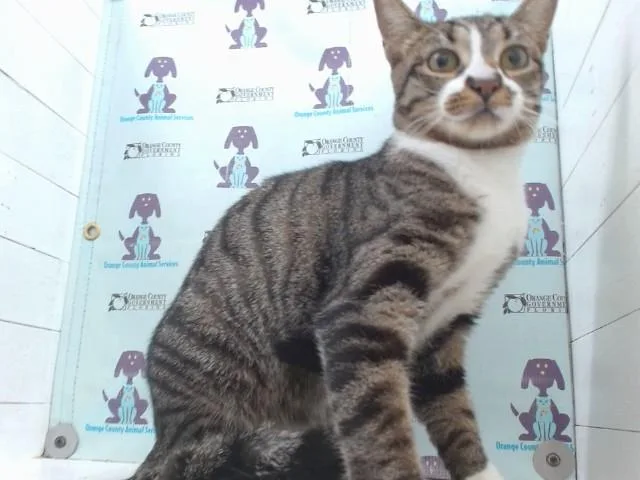 A young small-sized female Domestic Short Hair cat named Catalina for adoption in Orlando, FL