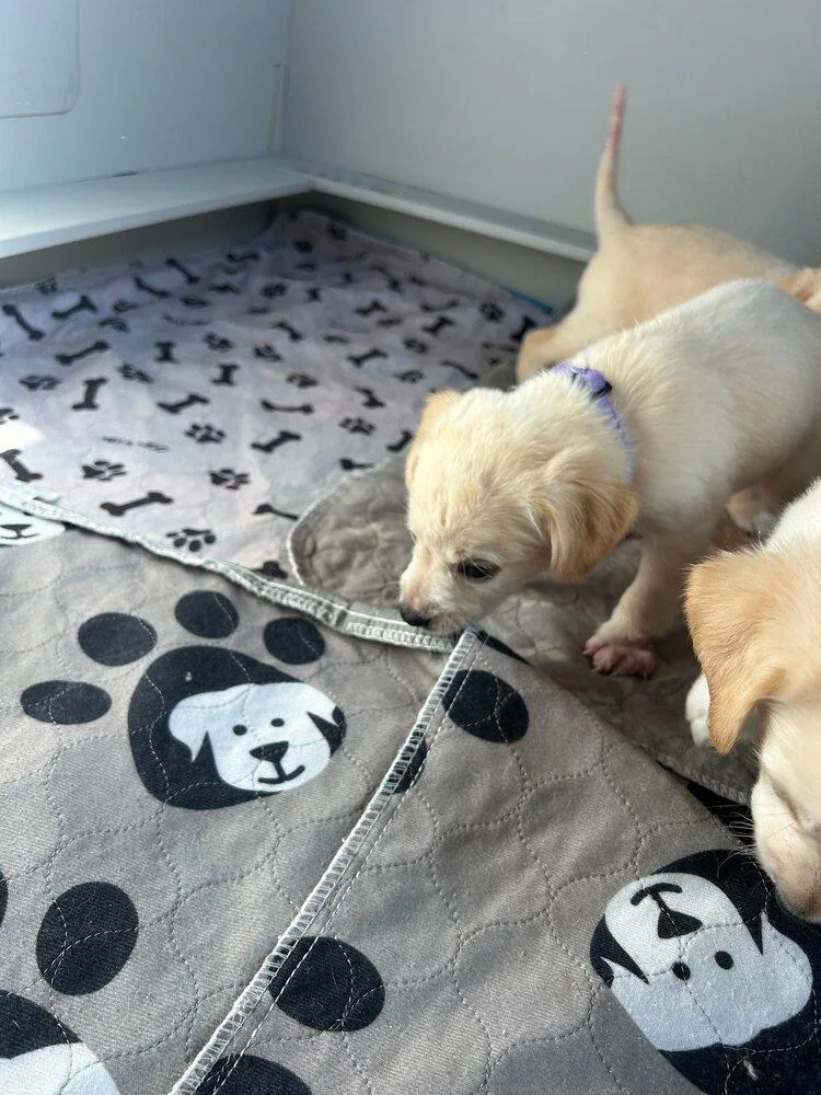 A baby small-sized female Mixed Breed dog named Eastern for adoption in Spokane, WA