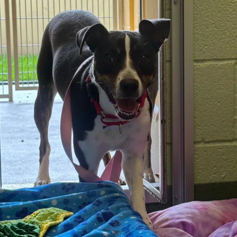 A young medium-sized female Black Mixed Breed dog named Hailee for adoption in West Palm Beach, FL