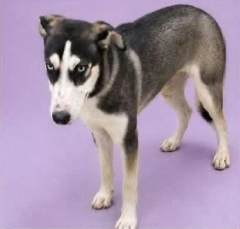 A young medium-sized female Husky dog named Milla for adoption in Charlotte, MI