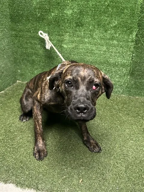 A young large-sized female Mastiff dog named Della for adoption in Lancaster, CA