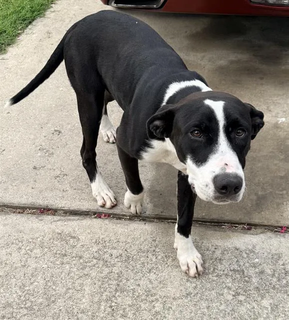A young medium-sized female American Staffordshire Terrier dog named Tilly for adoption in San Antonio, TX