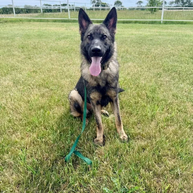 A young large-sized female Black German Shepherd Dog dog named Kayla for adoption in New Rochelle, NY