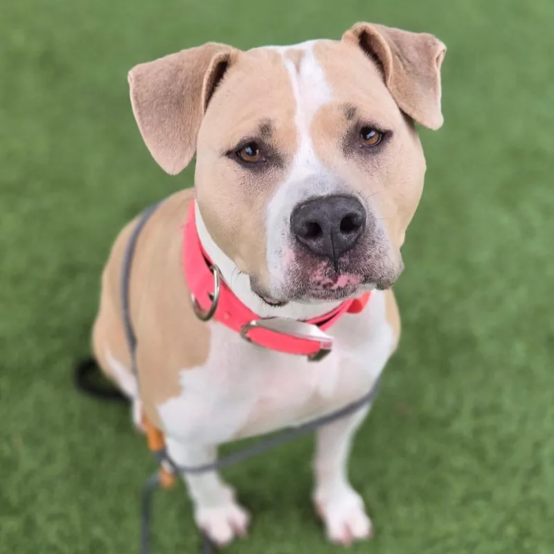 An adult large-sized female Yellow / Tan / Blond / Fawn Pit Bull Terrier dog named Maymay for adoption in Chattanooga, TN