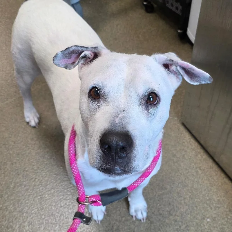 An adult medium-sized female White / Cream Shar-Pei dog named Mia for adoption in Council Bluffs, IA