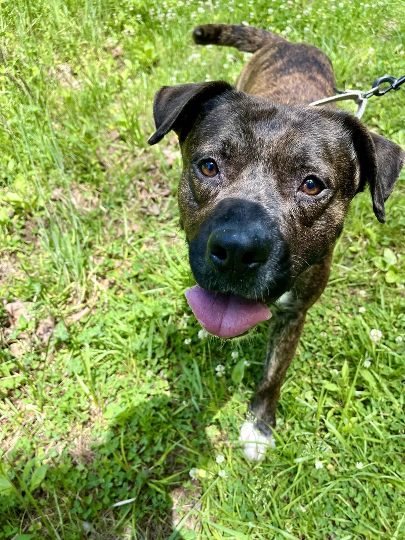 An adult medium-sized male Mixed Breed dog named Winchester for adoption in Marshall, NC