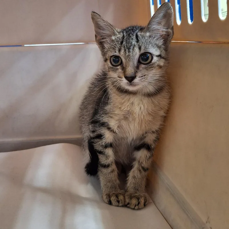 A baby small-sized male Gray / Blue / Silver Domestic Short Hair cat named Bugs for adoption in Montgomery, AL