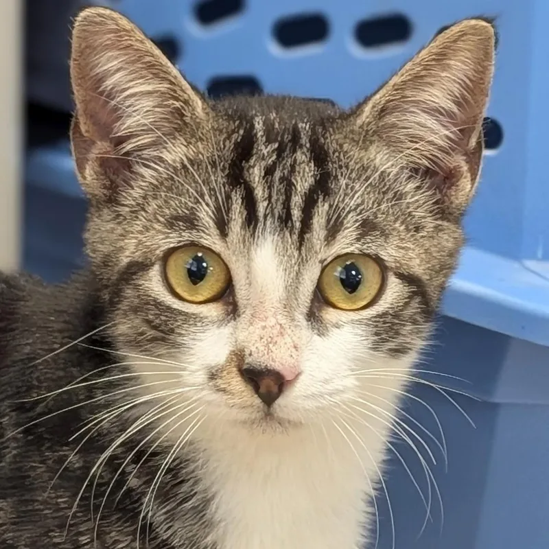 A baby medium-sized male Tabby (Brown / Chocolate) Domestic Short Hair cat named Macon for adoption in Jefferson, WI
