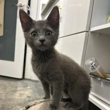 A baby small-sized female Gray / Blue / Silver Domestic Short Hair cat named Daniela for adoption in Atlanta, GA