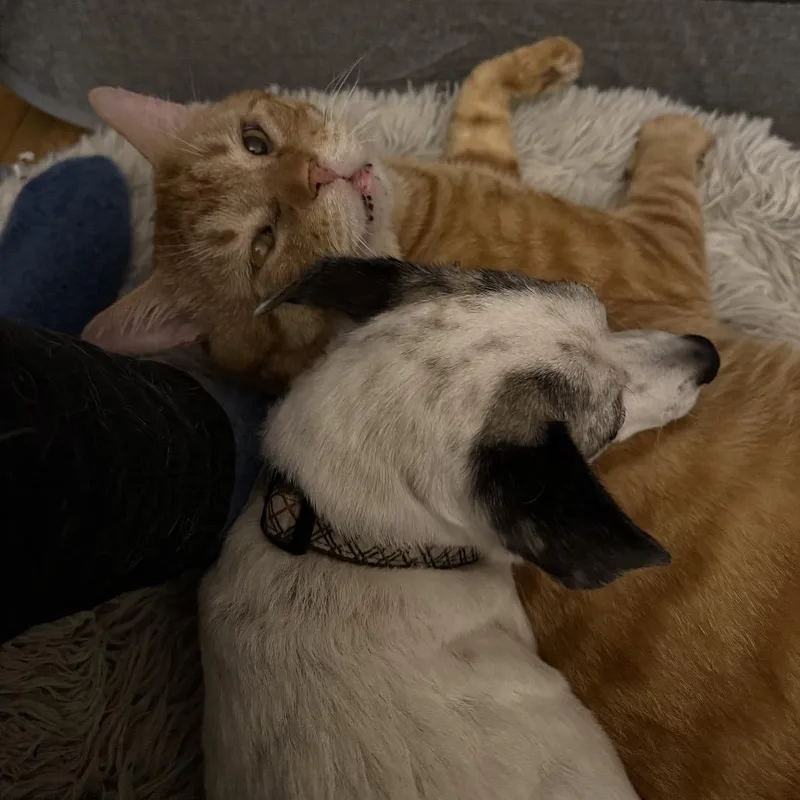 Cumberland thumbnail 2