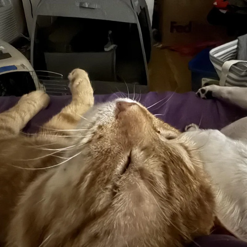 Cumberland thumbnail 3