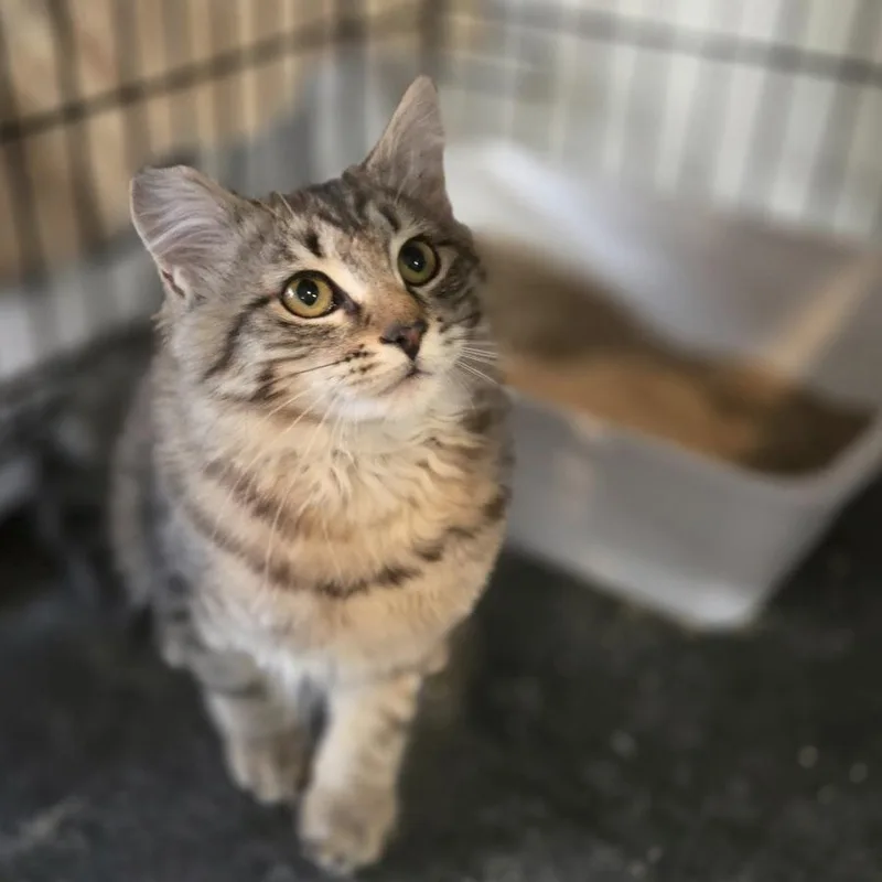 A baby small-sized female Domestic Long Hair cat named Darla for adoption in Allyn, WA
