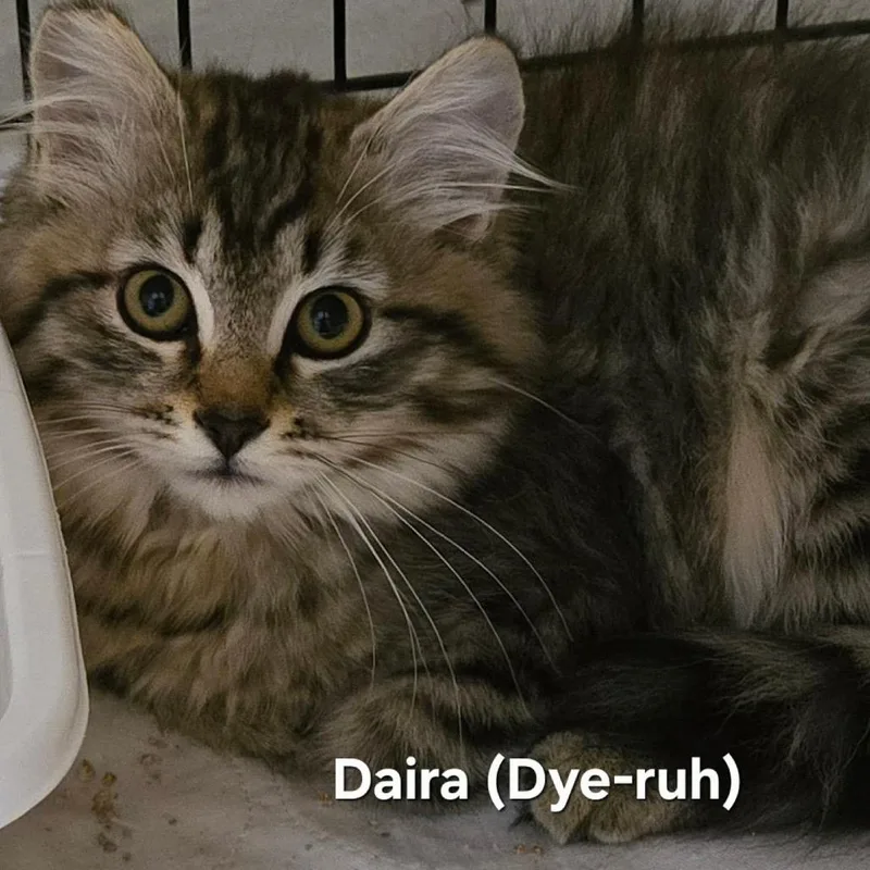 Darla thumbnail 3