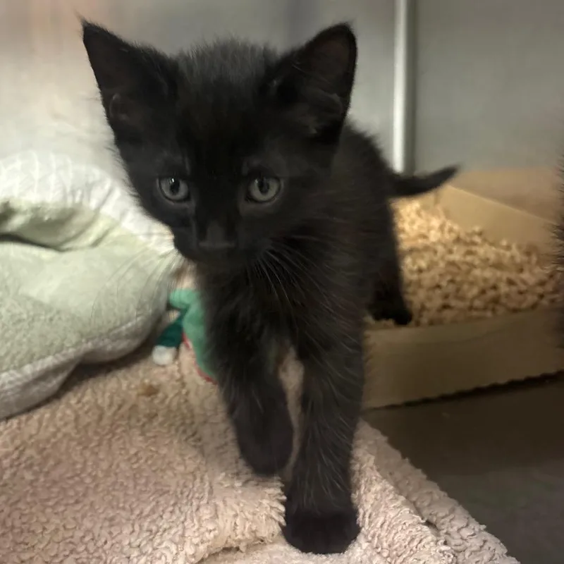 A baby small-sized male Black Domestic Short Hair cat named Porcupette for adoption in Springfield, IL