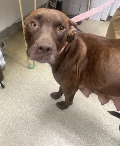 An adult large-sized female Mixed Breed dog named Mandy for adoption in Palm Coast, FL