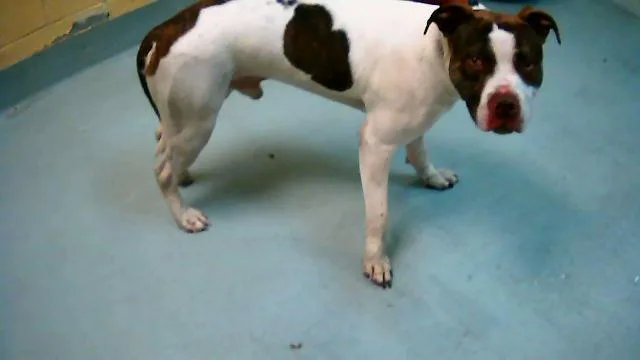 An adult large-sized male Pit Bull Terrier dog named Flynn for adoption in Tulsa, OK