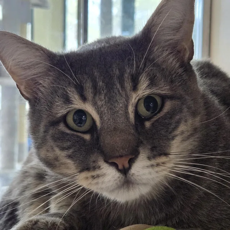 An adult large-sized male Gray / Blue / Silver Domestic Short Hair cat named Maxie for adoption in Leander, TX