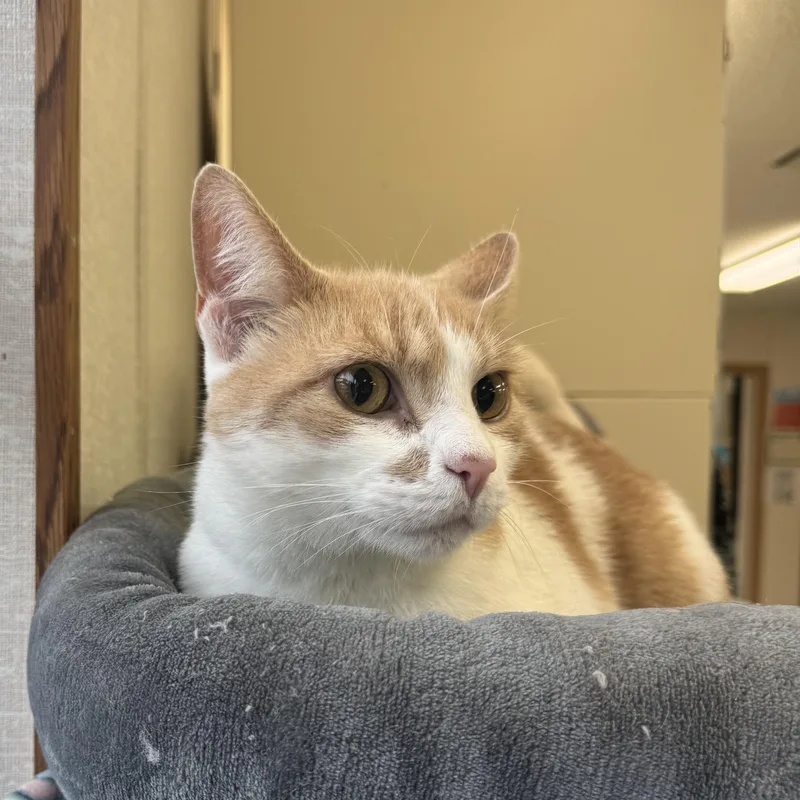 An adult medium-sized male Calico cat named Tubby for adoption in Salem, NH