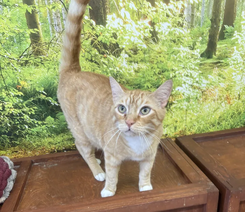 An adult large-sized male Orange & White Domestic Short Hair cat named Archie for adoption in Whittier, CA