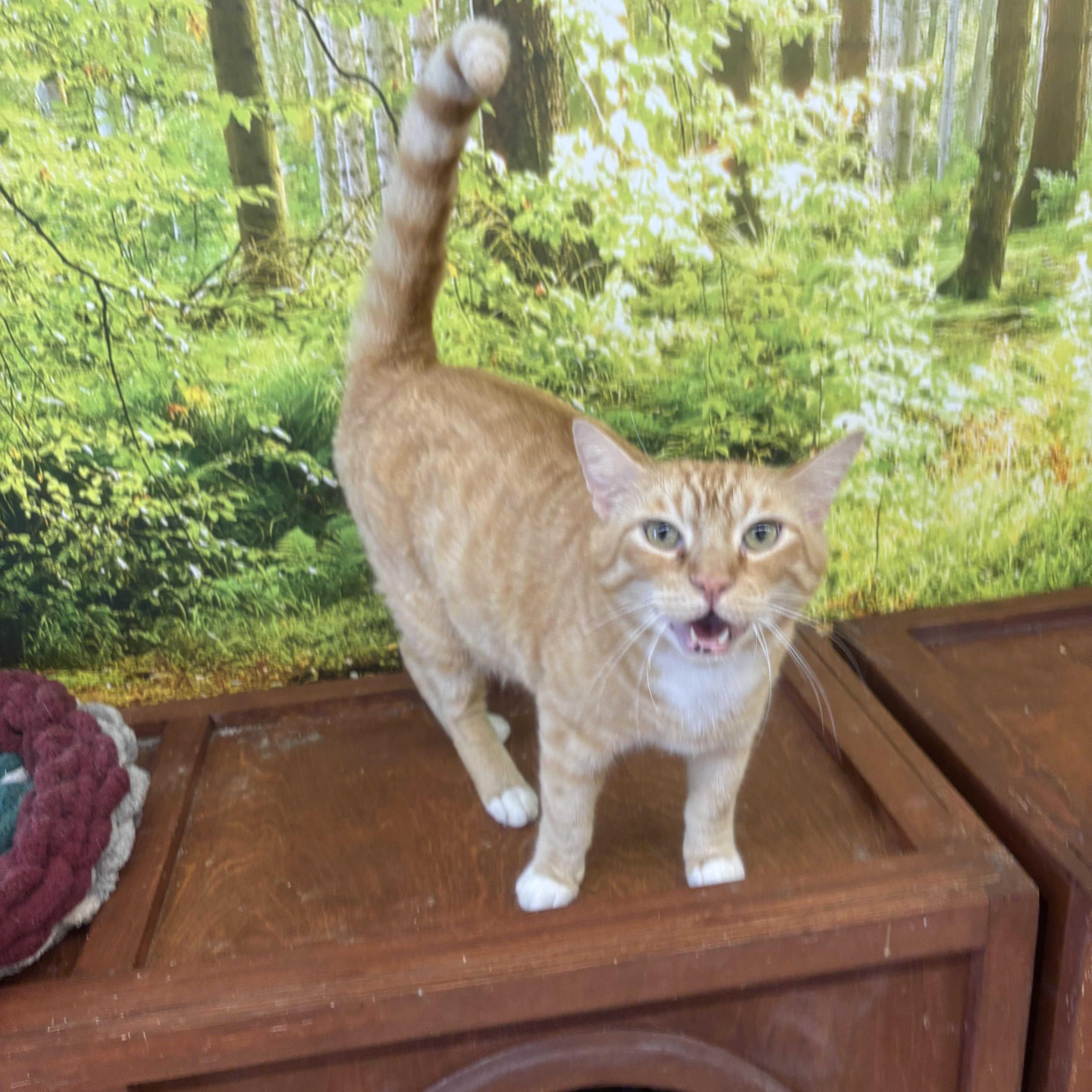 Archie thumbnail 3