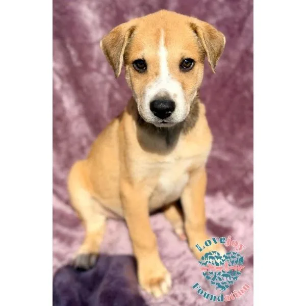 A baby medium-sized male Yellow / Tan / Blond / Fawn Labrador Retriever dog named Mandoo Litter for adoption in Inglewood, CA
