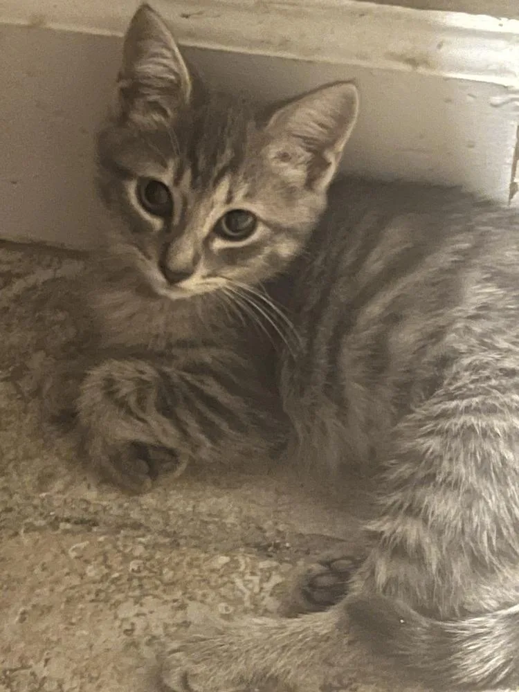 A baby small-sized female American Shorthair cat named Nutmeg for adoption in Tampa, FL