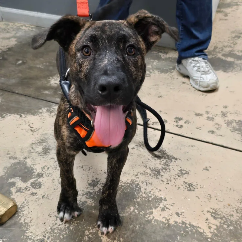 A baby large-sized male Brindle Mixed Breed dog named Dude for adoption in Saint Marys, PA