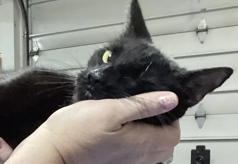 A young medium-sized female Black Domestic Short Hair cat named Manhattan for adoption in Lemoyne, PA