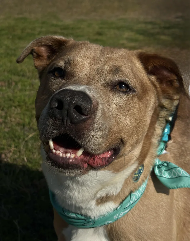 An adult medium-sized male Yellow / Tan / Blond / Fawn Pit Bull Terrier dog named Dewey Blonde & Beautiful! for adoption in Cypress, TX