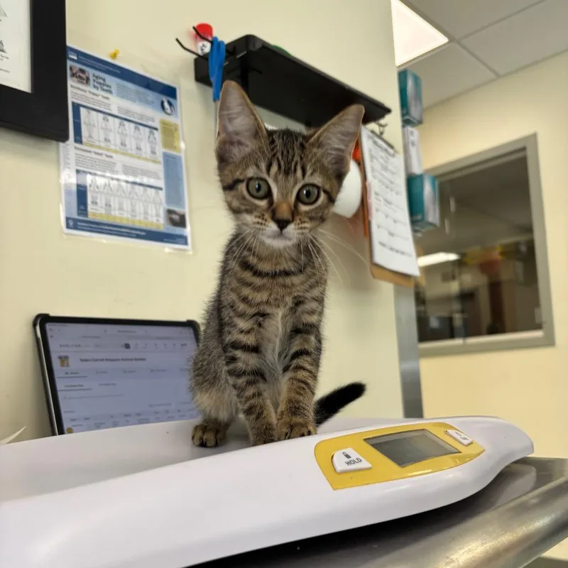 A baby small-sized male Brown / Chocolate Domestic Short Hair cat named Helois for adoption in Galax, VA