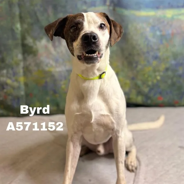 Byrd