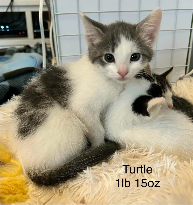 A baby medium-sized female Gray & White Domestic Short Hair cat named Turtle for adoption in Logan, UT