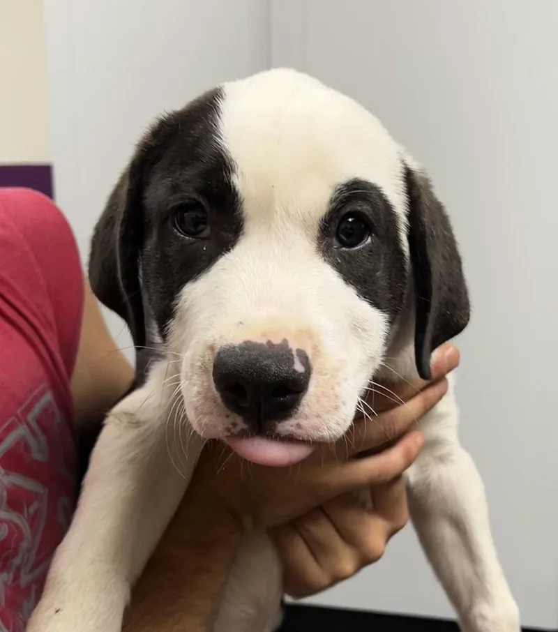 A baby large-sized male Tricolor (Brown, Black, & White) Pit Bull Terrier dog named Guinness for adoption in Jamestown, CA