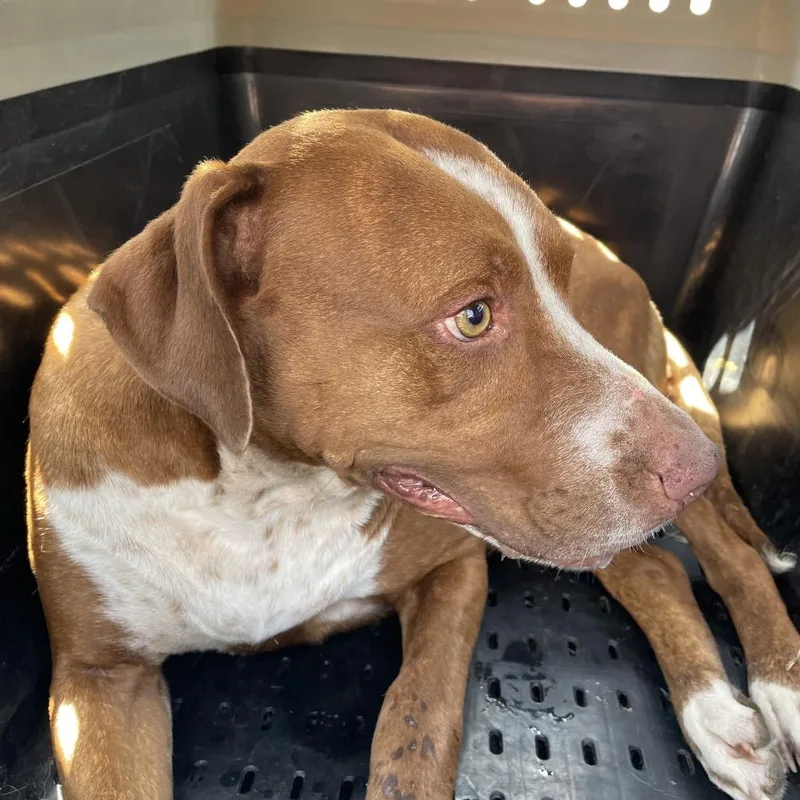 An adult small-sized female Brown / Chocolate Pit Bull Terrier dog named Mary Margaret for adoption in Lake Jackson, TX