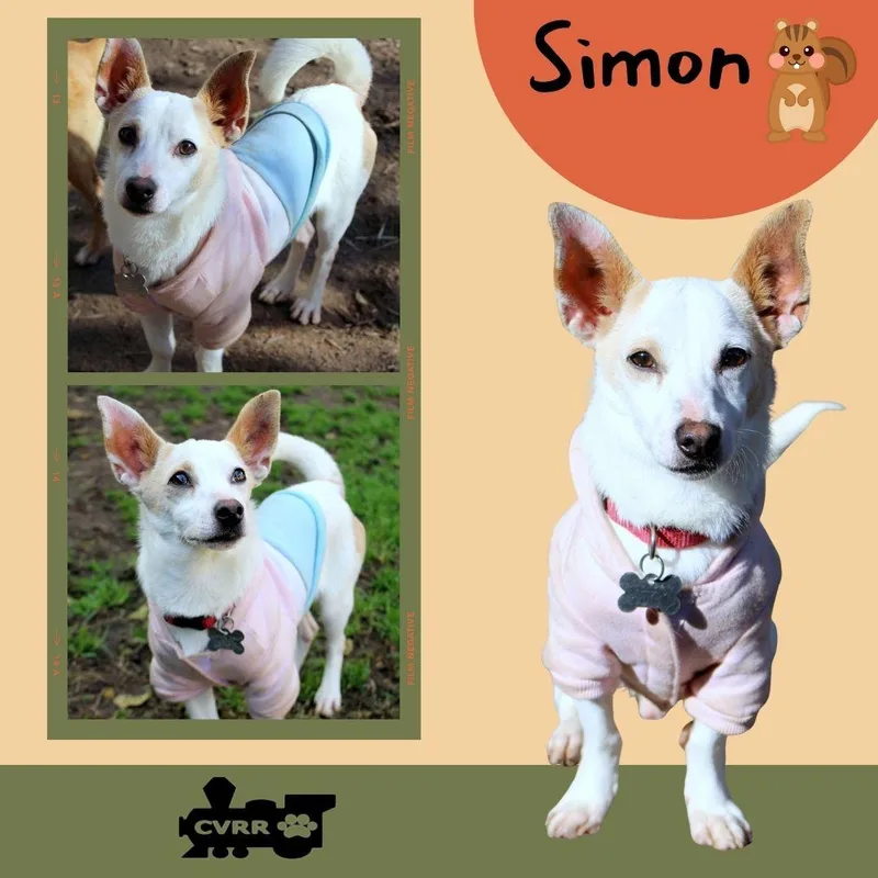 Simon
