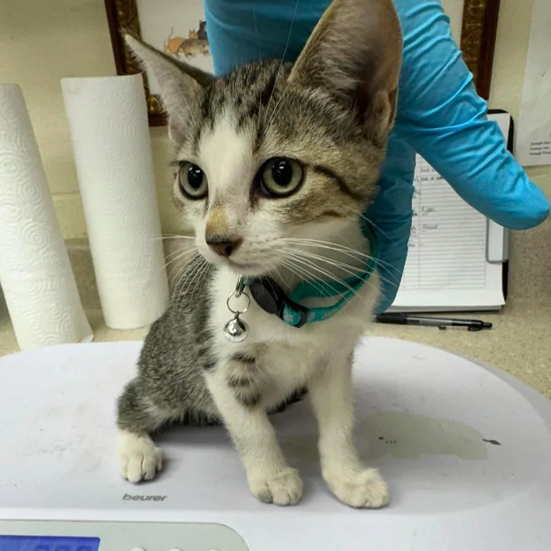 A baby small-sized female Brown / Chocolate Domestic Short Hair cat named Mishi for adoption in Bastrop, TX